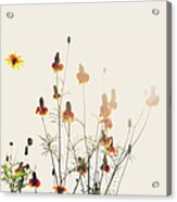 Dreamy Wildflowers Acrylic Print