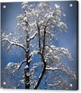 Dressed In White Acrylic Print