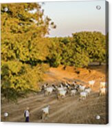 Driving Goats And Cattle Home Acrylic Print