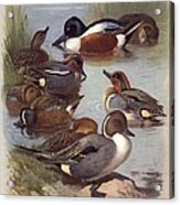 Duck Pond Acrylic Print