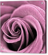 Dusty Pink Rose Acrylic Print