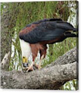 Eagle Acrylic Print