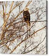 Eagle In The Marsh Island, Seattle Acrylic Print