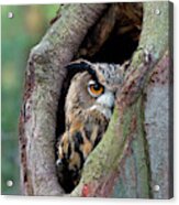 Eagle Owl Peering From Nest Cavity Acrylic Print