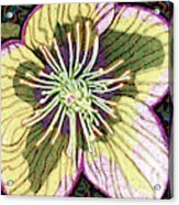 Early Spring Flower Acrylic Print