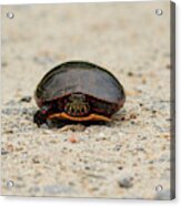 Eastern Red-bellied Turtle Acrylic Print