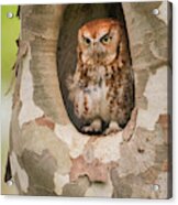 Eastern Screech Owl In Sycamore Bi10140 Acrylic Print