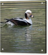 Elegance Of A Long-tailed Duck Acrylic Print