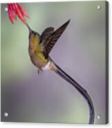 Elegant Violet-tailed Sylph Acrylic Print