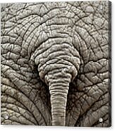 Elephant But Acrylic Print