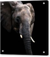 Elephant Eating Snacks Acrylic Print
