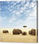 Elephant Group In The Grassland Of The Masai Mara Acrylic Print
