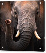 Elephant Acrylic Print