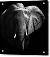 Elephant. Acrylic Print