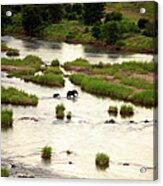 Elephant Loxodonta Africana Crossing Acrylic Print