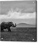 Elephant Acrylic Print