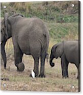 Elephant Mom And Calf Acrylic Print