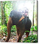 Elephant Ride, Koh Chang ,thailand Acrylic Print