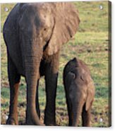 Elephant With Baby Acrylic Print