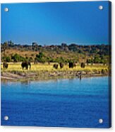 Elephants By Chobe River, Chobe Acrylic Print