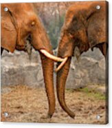 Elephants Acrylic Print