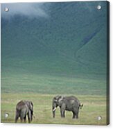 Elephants In Ngorongoro Crater Acrylic Print
