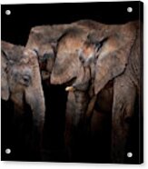 Elephants Acrylic Print