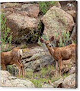 Eleven Mile Canyon Deer Acrylic Print