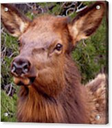 Elk Calf Acrylic Print