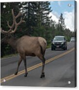 Elk Crossing The Road Acrylic Print