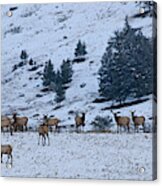 Elk Herd First Snow Acrylic Print