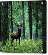 Elk In Forest Acrylic Print
