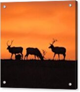 Elk In The Morning Light Acrylic Print