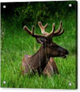 Elk Laying Down Chewing On Grass Acrylic Print