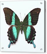 Emerald Swallowtail Butterfly Papilio Acrylic Print