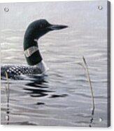 Emerging Loon Acrylic Print