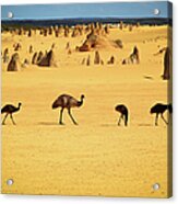Emus In Nambung National Park Acrylic Print