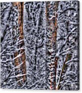 Enchanted Forest Left Acrylic Print
