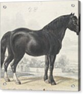 English Draught Horse, Charles Hamilton Acrylic Print