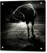 Equestrian Illumination Acrylic Print