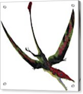 Eudimorphodon Pterosaur Diving Acrylic Print