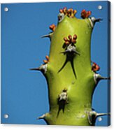 Euphorbia Caducifolia Acrylic Print