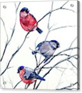 Eurasian Bullfinches Acrylic Print