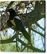 Eurasian Magpie Birds Of The Corvidae Crow Family Acrylic Print