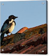 Eurasian Magpie Pica Pica On Tiled Roof Acrylic Print