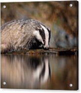 European Badger, Meles Meles Acrylic Print