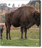 European Bison With Calf Acrylic Print
