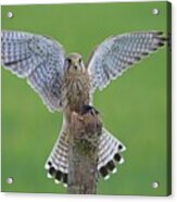 European Kestrel Acrylic Print