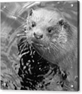 European Otter Acrylic Print
