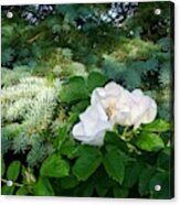 Evergreens And Wild Roses Too Acrylic Print